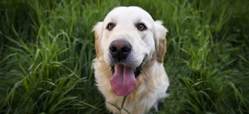 Established Pets Sector Company For Sale Established Pets Sector Company For Sale