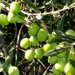 olive-trees-finca olive-trees-finca