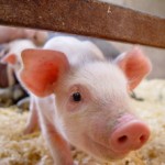 Pig Farm with 500 Swine for sale, North of Spain Pig Farm with 500 Swine for sale, North of Spain