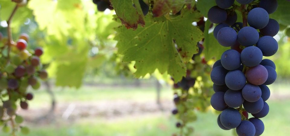 Winery With Vineyards in Ribera del Duero Wine Region for Sale